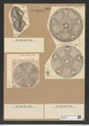 Diatomeae indet. Zeichnungen Sammlung Grunow Nr. 8203 (NHMW-BOT-W0377586)